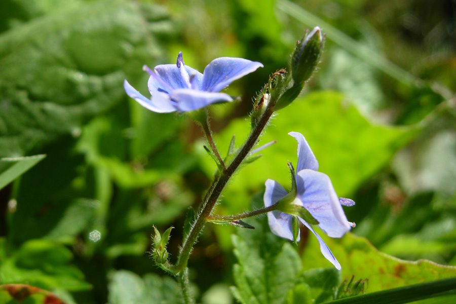 Fiori dal Trentino